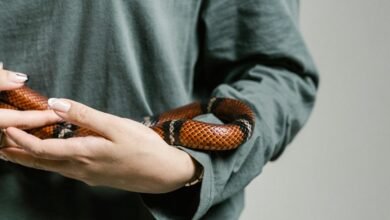 enterprise voicemail management system